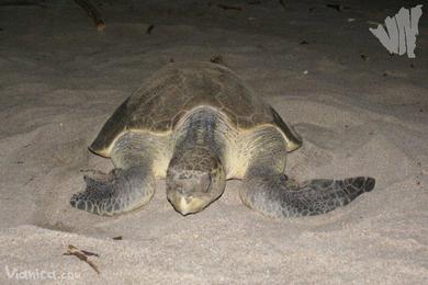Sandee Playa Chacocente