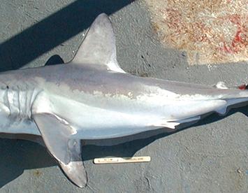 Sandee Porbeagle Shark