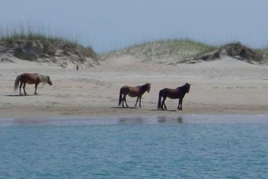 Sandee Shackleford Banks