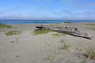 Sandee Fern Canyon Beach