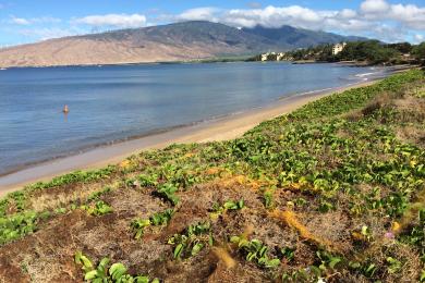 Sandee Kihei Beach