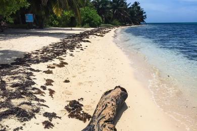 Sandee Half Moon Caye