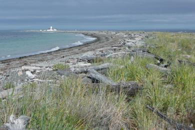 Sandee Dungeness National Wildlife Refuge