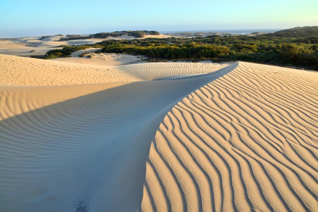 Sandee Oceano Dunes State Recreational Area / Guadalupe Dunes