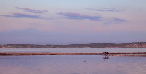 Sandee Seahorse Beach