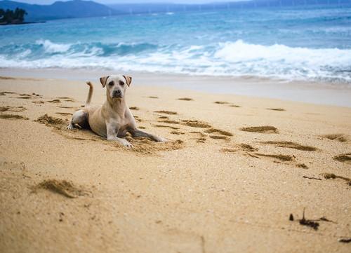 Sandee Pets’ Beach