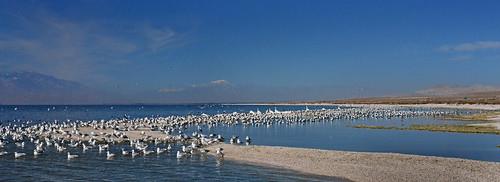 Sandee Salton Beach