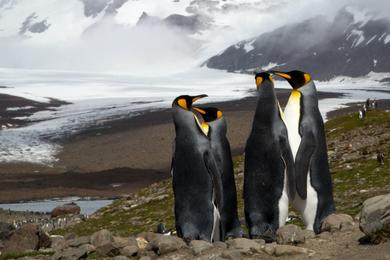 Sandee Black Sand Beaches in Antartica