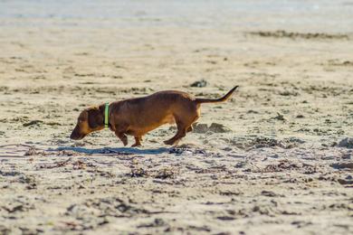 Sandee Best Dog Friendly Beaches in Colombia