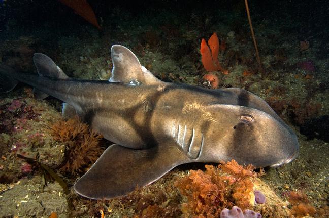 Shark Attack Photo 