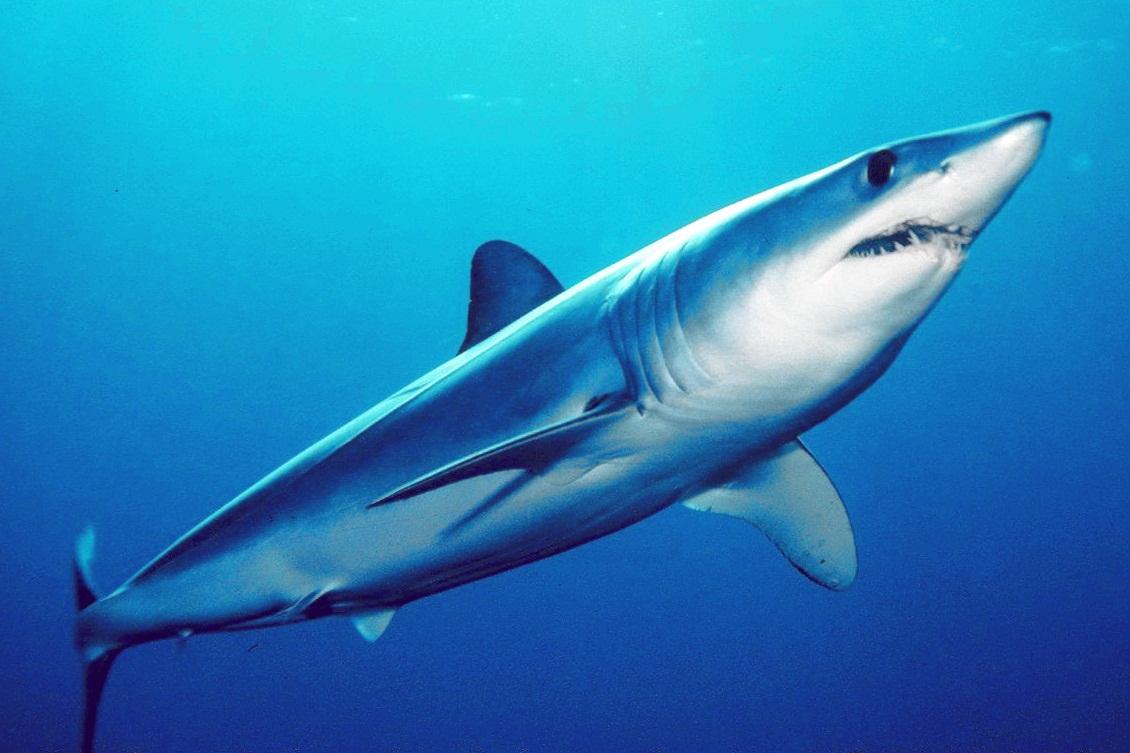 Shark Attack Photo 