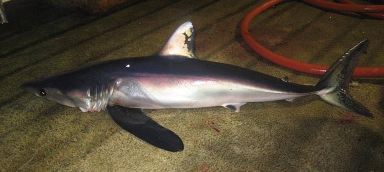 Shark Attack Photo 