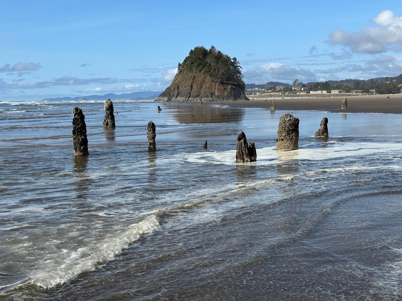 Sandee Neskowin Ghost Forest