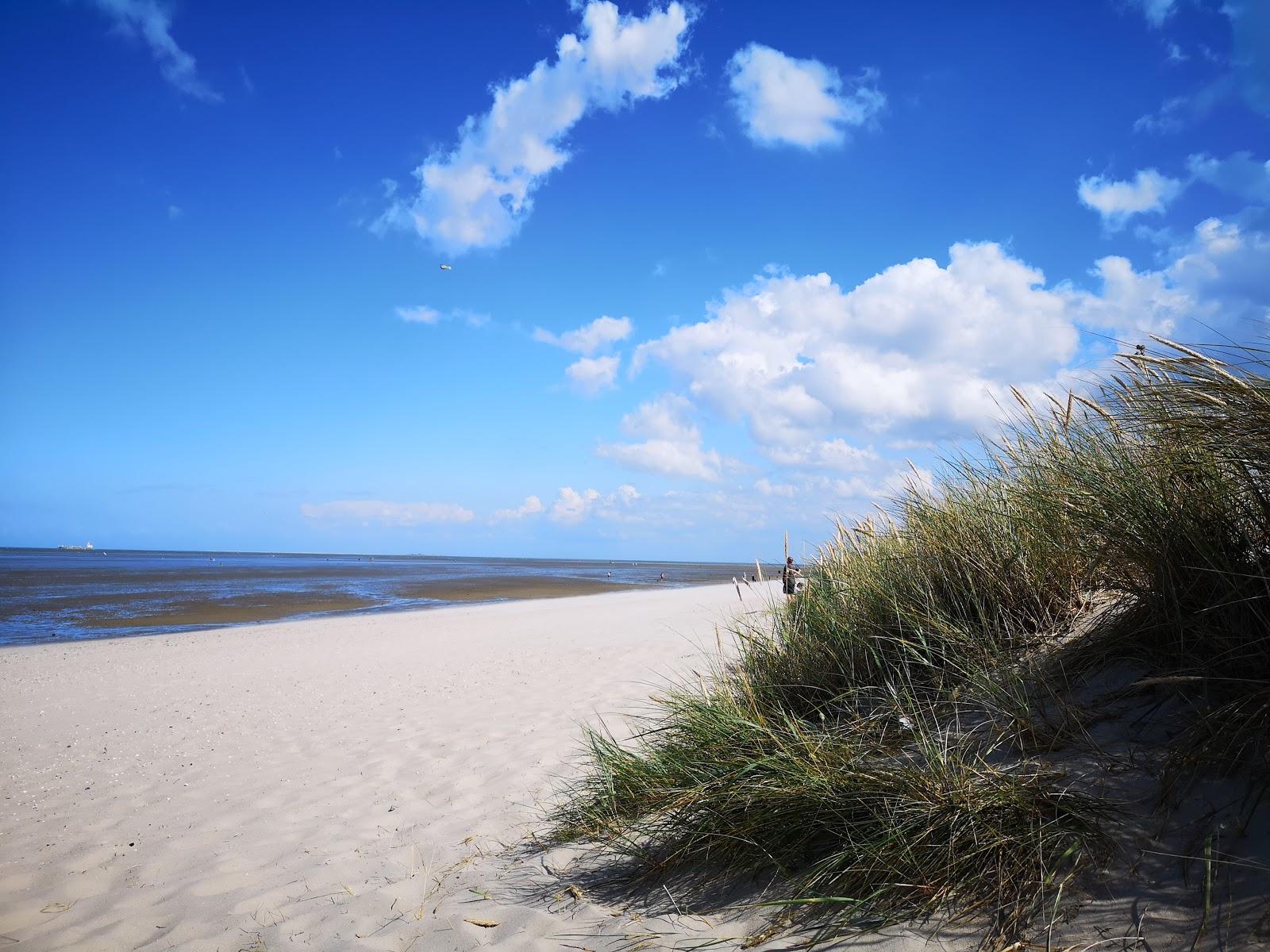 Sandee Hundestrand Schillig