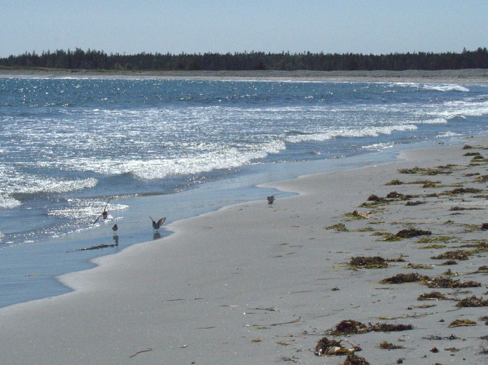 Sandee Cherry Hill Beach