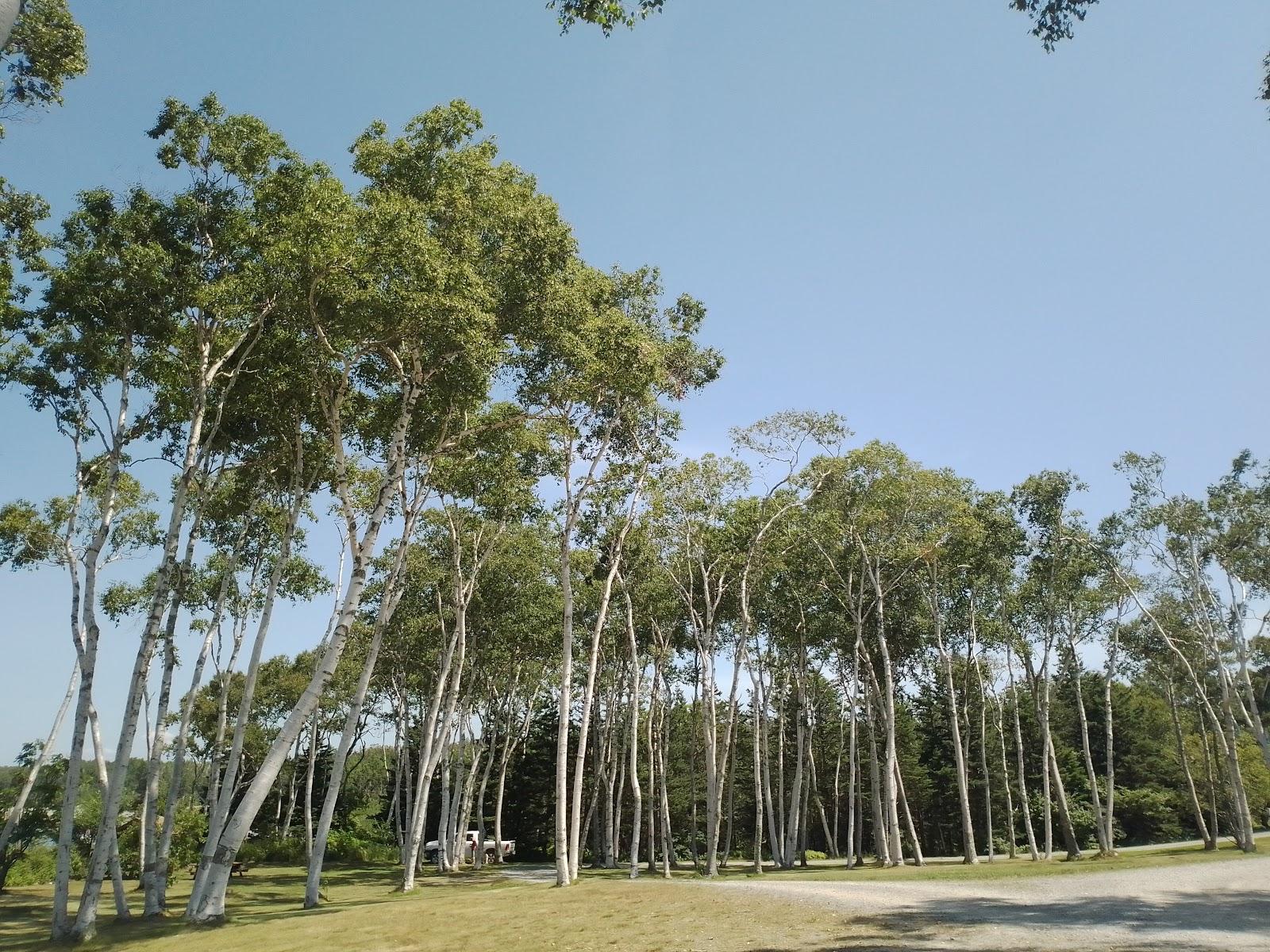 Sandee Savary Provincial Park