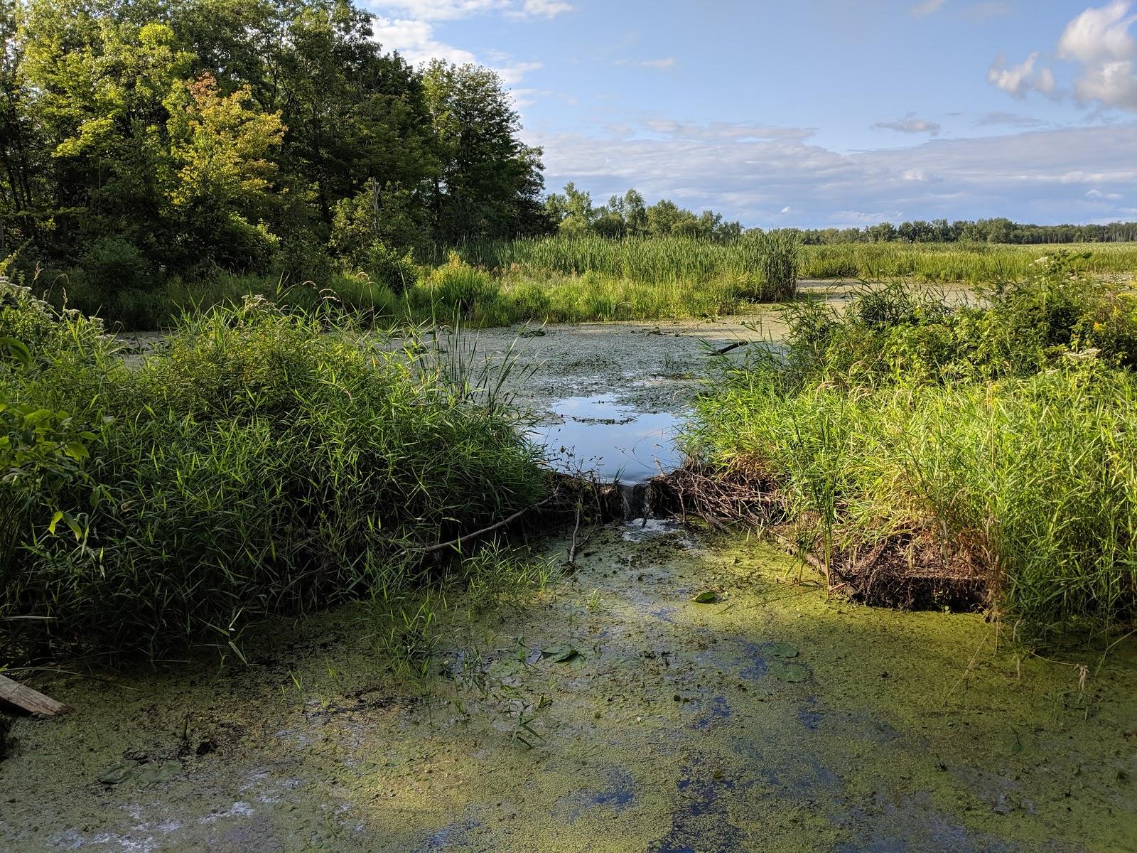 Sandee Lakeview Marsh And Barrier Beach National Natural Landmark