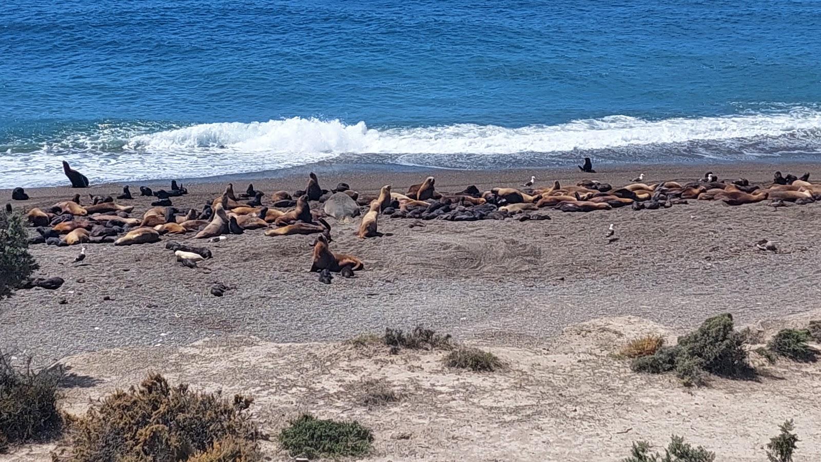 Sandee Loberia Punta Norte