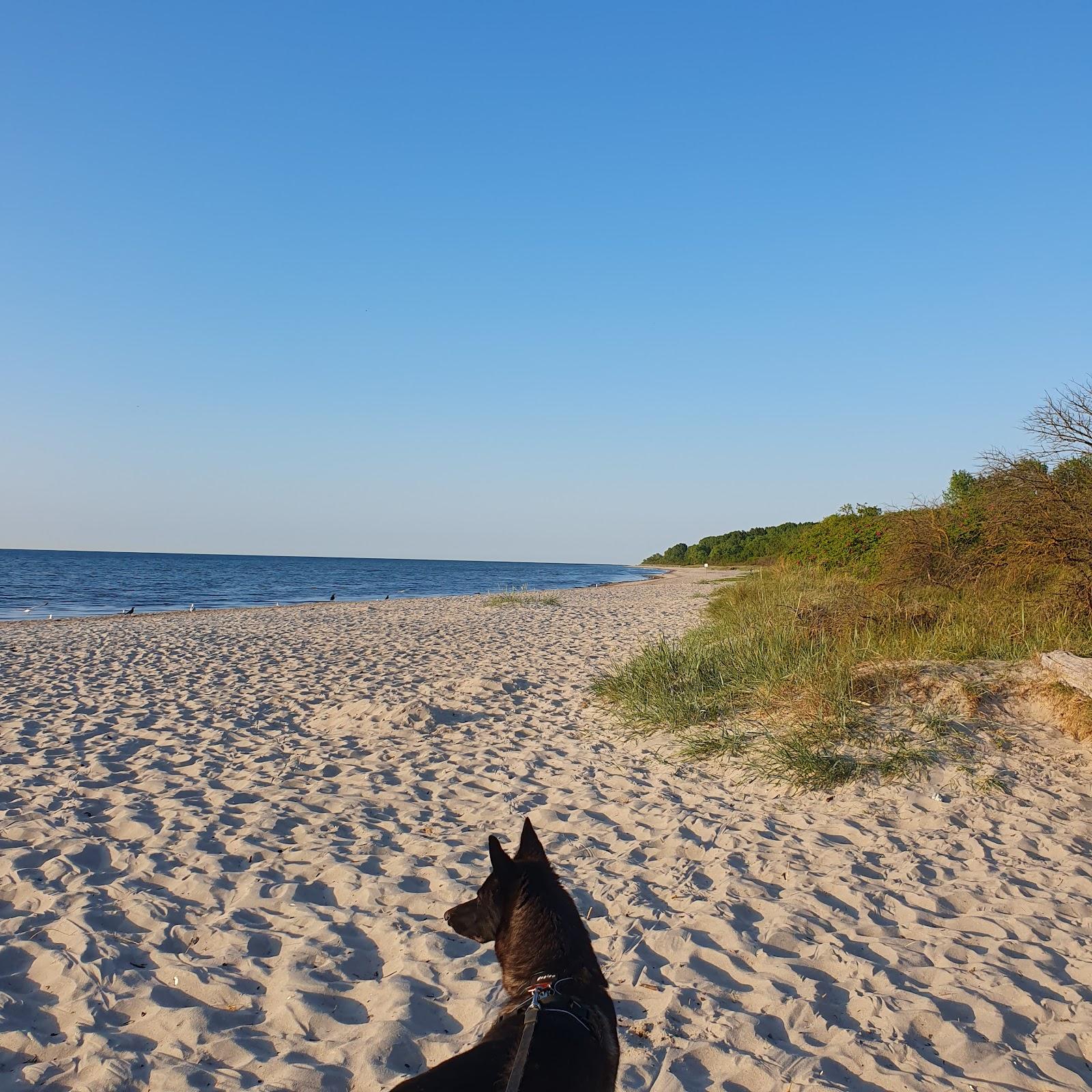 Sandee Hundestrand Harkenbak