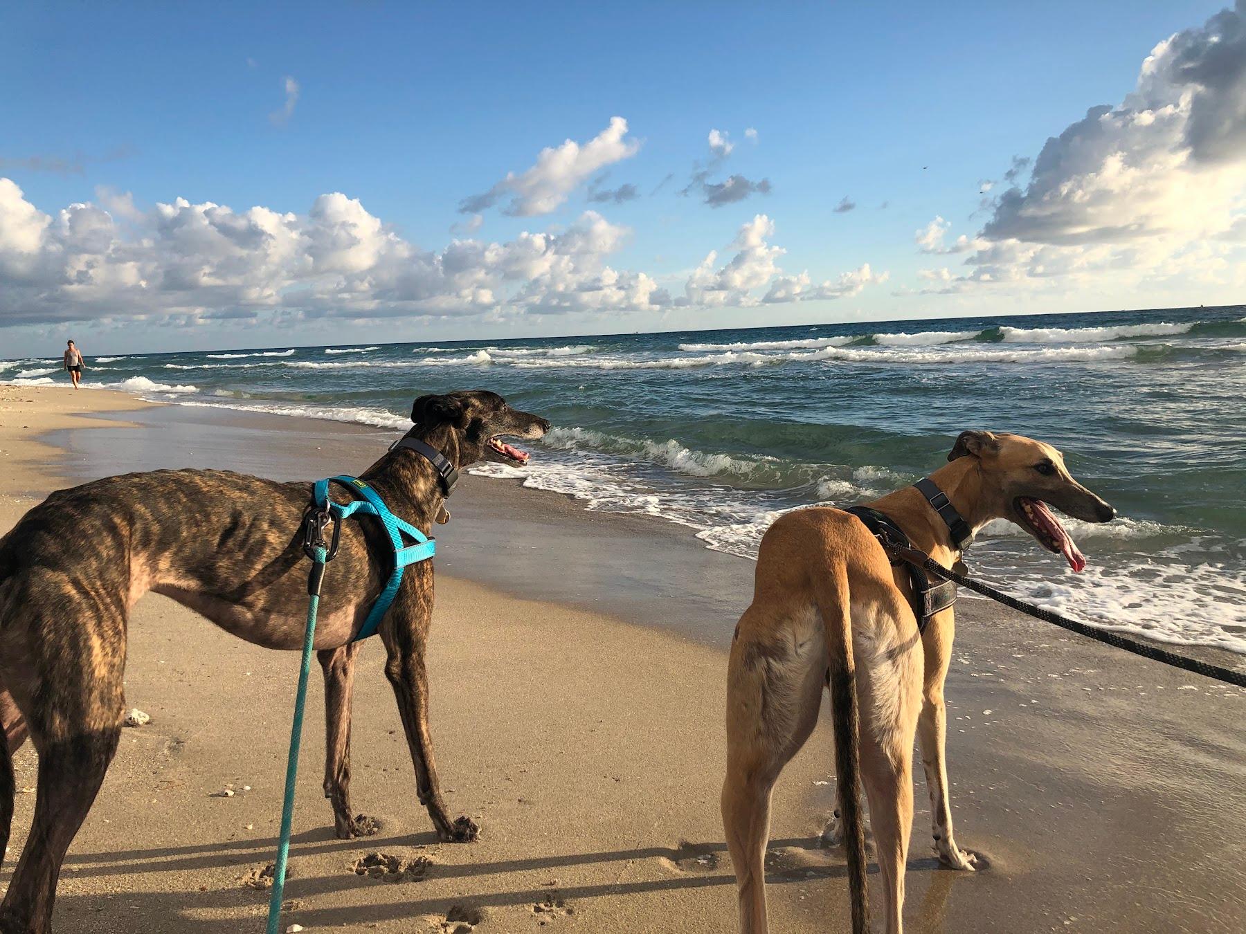 Sandee Bark Park Dog Beach