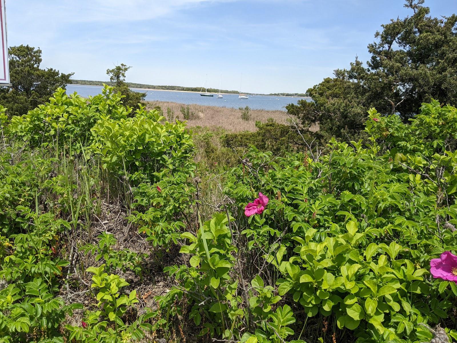 Sandee Eustis Beach