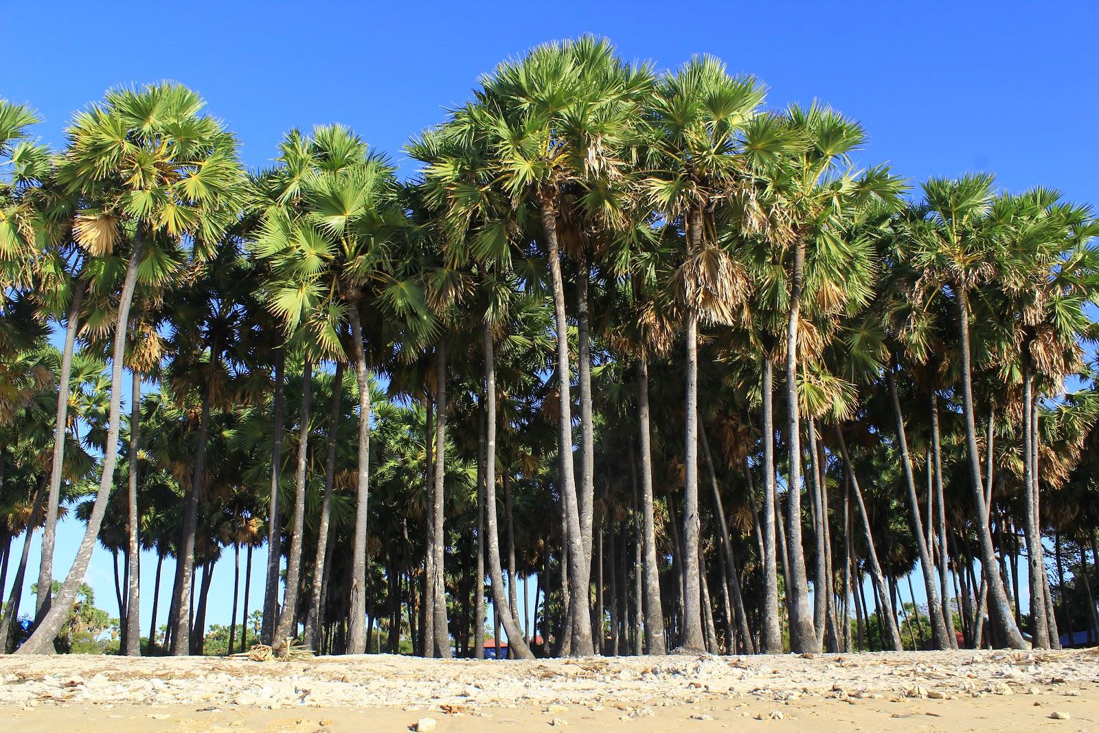 Sandee Batu Nona Beach