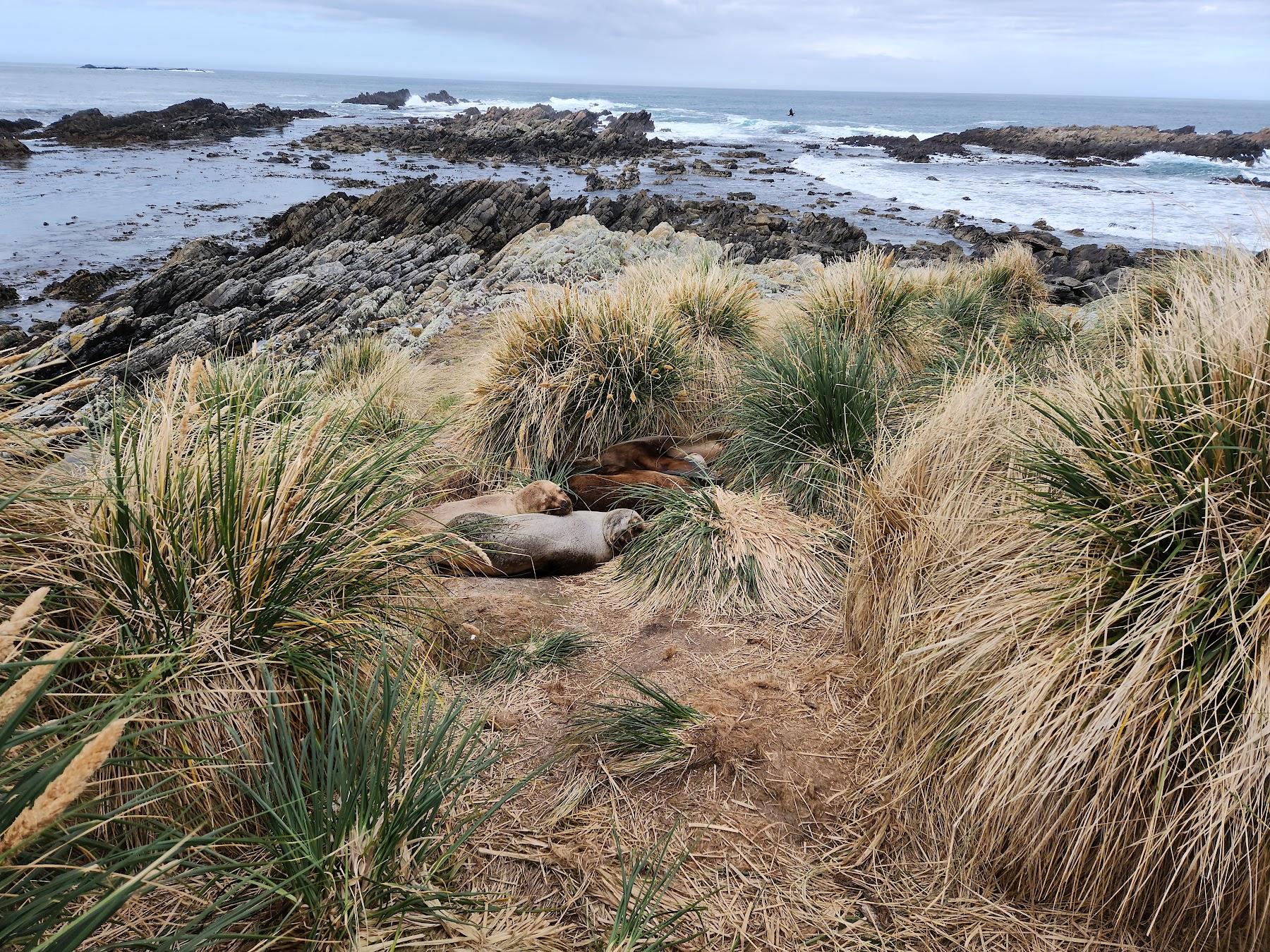 Sandee Cape Pembroke