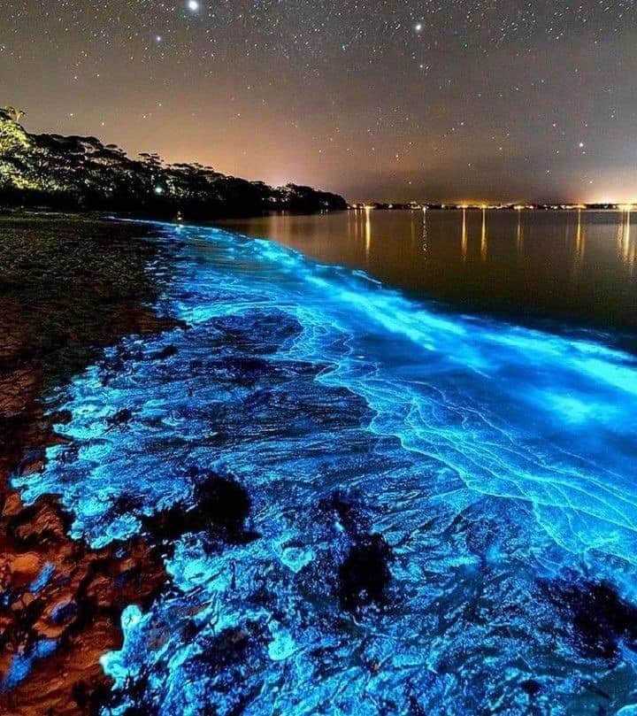 Sandee Bioluminescent Bay
