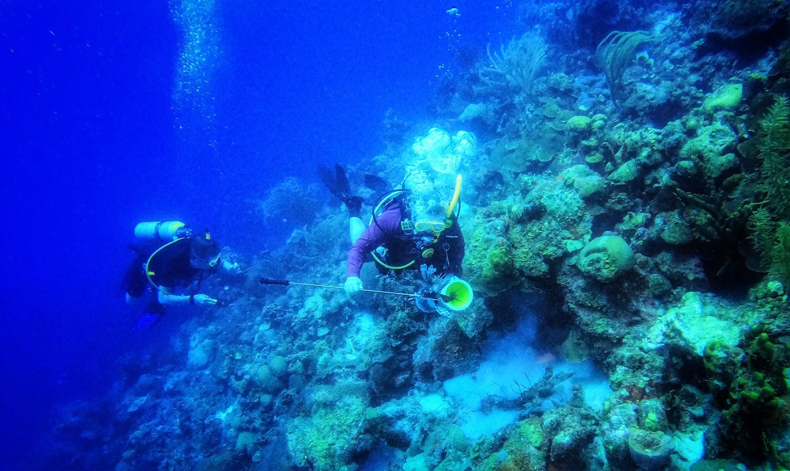 Sandee Tori's Reef