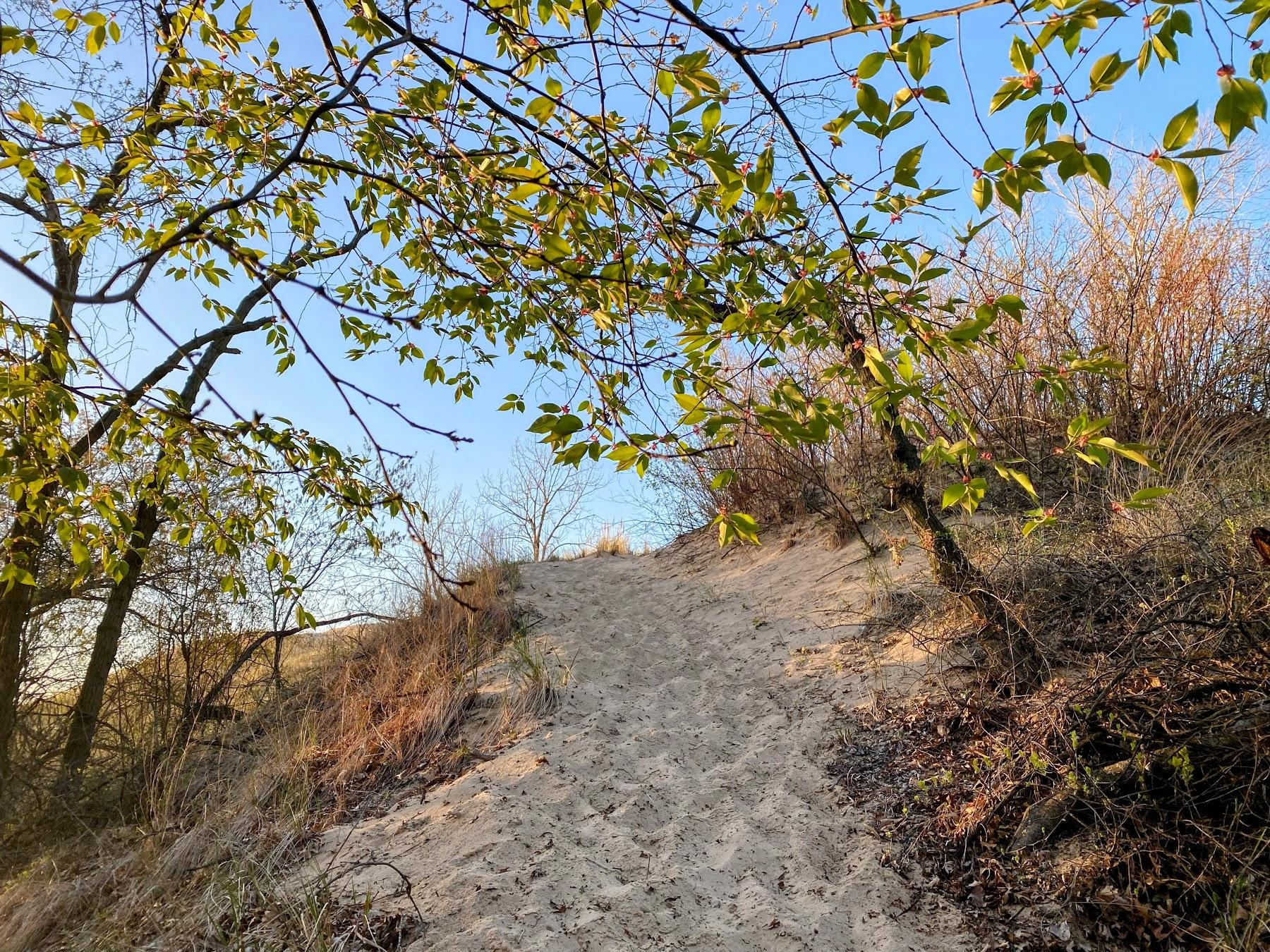 Sandee Indiana Dunes National Park Mount Baldy