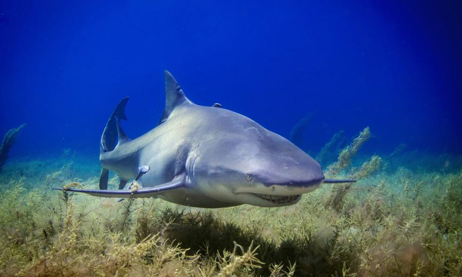 Sandee - Blog / Shark Body Shapes: How Shark Species Differ Based on Their Form 